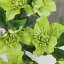 アンティーク風 雑貨 【メール便340円★】造花 インテリアグリーン 観葉植物 フェイクグリーン 造花 クリスマスローズ/ライムグリーン/1本