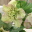 アンティーク風 雑貨 【メール便340円★】造花 インテリアグリーン 観葉植物 フェイクグリーン 造花 クリスマスローズ/モーブグリーン/1本