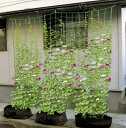 【緑のカーテンを作ろう】つる栽培ネット つるもの ネット 野菜誘引 10cm角目 1.8m*2.7m 四隅取付ロープ付 ゴーヤ ヘチマ 朝顔 カーテン 田畑 菜...