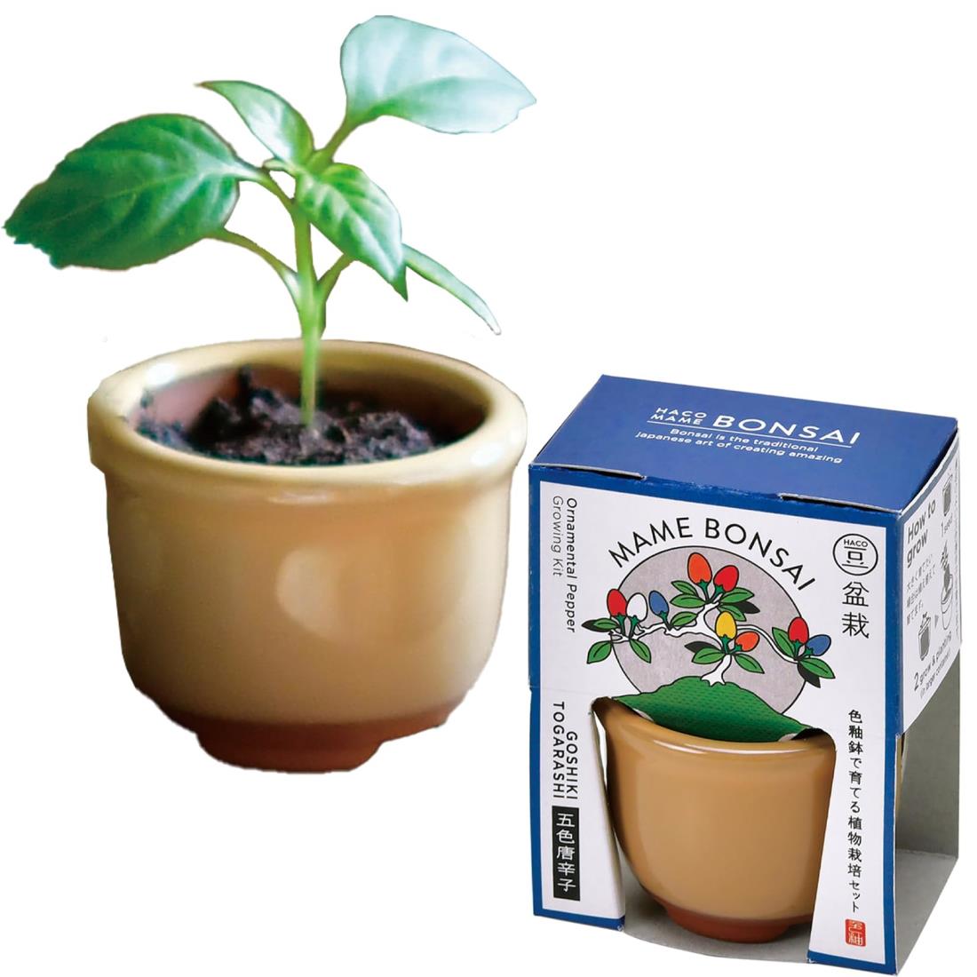 聖新陶芸 通年 家庭菜園 ミニ 簡単 ゆったり育てる 栽培キット 五色とうがらし ハーブ 野菜 栽培セット..