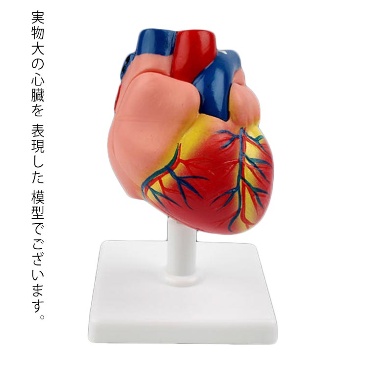 バイパス付 研究 実物大 左心室 心臓 心臓 心臓 右心室 左心房 心臓モデル 弁 心臓模型 目 右心房 模型 解剖 模型 診察 実習生 看護 教材 心臓 モデル