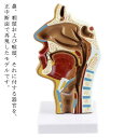 鼻、咽頭および喉頭、それに付する器官を、正中断面で再現したモデルです。正中断面から観察することで咽頭部分を正しく理解して頂くことができます。医療現場での患者さんへの説明用に使える可能です!!解剖学による生徒への説明や医療現場での患者さんへの説明用に使える模型です。 サイズ 約12*12*24cm サイズについての説明 約12*12*24cm 素材 PVC 色 写真色 備考 ●サイズ詳細等の測り方はスタッフ間で統一、徹底はしておりますが、実寸は商品によって若干の誤差(1cm～3cm )がある場合がございますので、予めご了承ください。 ●製造ロットにより、細部形状の違いや、同色でも色味に多少の誤差が生じます。 ●パッケージは改良のため予告なく仕様を変更する場合があります。 ▼商品の色は、撮影時の光や、お客様のモニターの色具合などにより、実際の商品と異なる場合がございます。あらかじめ、ご了承ください。 ▼生地の特性上、やや匂いが強く感じられるものもございます。数日のご使用や陰干しなどで気になる匂いはほとんど感じられなくなります。 ▼同じ商品でも生産時期により形やサイズ、カラーに多少の誤差が生じる場合もございます。 ▼他店舗でも在庫を共有して販売をしている為、受注後欠品となる場合もございます。予め、ご了承お願い申し上げます。 ▼出荷前に全て検品を行っておりますが、万が一商品に不具合があった場合は、お問い合わせフォームまたはメールよりご連絡頂けます様お願い申し上げます。速やかに対応致しますのでご安心ください。