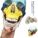 頭蓋骨の構造を理解するのに最適なモデルです。医療現場での患者さんへの説明用に使える可能です!解剖学による生徒への説明や医療現場での患者さんへの説明用に使える模型です。 サイズ 19*15*21cm サイズについての説明 19*15*21cm...