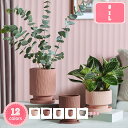 777円OFFクーポン 植木鉢 テラコッタ製 鉢植え シンプル 底に水抜き穴あり トレイ付き 多肉植物鉢 モランディ ガーデンポット 大口径 フラワーポット クリエイティブ お洒落 植木ポット 多肉植物 ポット ホーム デスクトップ 雑貨入れ インテリア 小物入れ YJSO