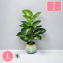 800円OFFクーポン インテリア グリーン フェイクグリーン 人工 観葉植物 フェイク 卓上 造花 テーブルデコレーション エアプランツ かわいい おしゃれ ...