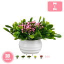 800円OFFクーポン フェイクグリーン 人工観葉植物 ラベンダー色 置物 インテリアグリーン ミニポット 観葉植物 人工植物 フェイクグリーン トイレ 窓際 ...