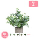 800円OFFクーポン 人工観葉植物 フェイクグリーン 観葉植物 造花 多肉植物 陶器鉢付 卓上 小型 フェイク インテリア おしゃれ お祝い 父の日 インテリ...