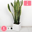 300円OFFクーポン 爽やかでおしゃれな白い陶器鉢 園芸 ガーデニング 。陶器鉢 植木鉢 ホワイト ブラック ポットスクエア型 角形 北欧風 シンプル 四角い...