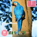 小鳥の置物 インコの置物 インコ そっくり リアル 動物の置物 とり トリ オブジェ 動物 オーナメント ガーデン 庭 マスコット 雑貨 置物 小物 リアル鳥 飾り物 置き物 卓上 玄関 ガーデンオーナメント プレゼント YJSO(3)