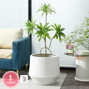 2000円OFFクーポン 観葉植物植木鉢 フラワーベース プランター 大型 陶器 ガジュマル パキラ 植木鉢 水切れ良い 室内用プランター ベーシック ガーデン...