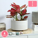 500円OFFクーポン 植木鉢 おしゃれ 部屋飾り デコレーション 北欧風の鉢 屋外 小型 ミニ鉢 底に水抜き穴あり 陶器植木鉢 庭木鉢 シンプル プランター ...