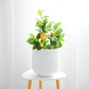 1000円OFFクーポン おしゃれな観葉植物用の鉢 プランター大型 容量たっぷり セメント鉢 室内の飾り セメントプランター 植木鉢 底穴有 寄せ植え鉢 インテ...