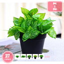 800円OFFクーポン 人工観葉植物 造花 小型 フェイクグリーン ミニ 鉢植え 卓上鉢植え 小さい鉢植え おしゃれ インテリア 水やり不要 お世話不要 結婚式 新築祝い 母の日 父の日 ギフト お祭り 贈り物 人工ユーカリ ツゲ ミニ鉢植え フェイクグリーン YJSO