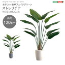 お手入れ簡単フェイクグリーン ストレリチア Sサイズ(120cm)