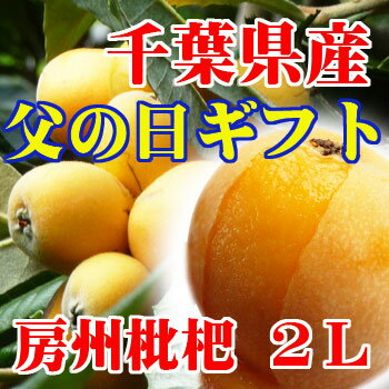 千葉県の枇杷生産量は全国第2位。そしてこの房州びわは果肉の大きさでトップクラス。父の日の贈り物に是非ご利用下さい。千葉県　房州びわ　露地・2L 【父の日ギフト】