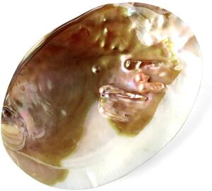 【6/1限定ポイント11倍 】パールシェル ホワイトセージの浄化皿 貝殻 小物入れ オーストラリア産 イケチョウ貝