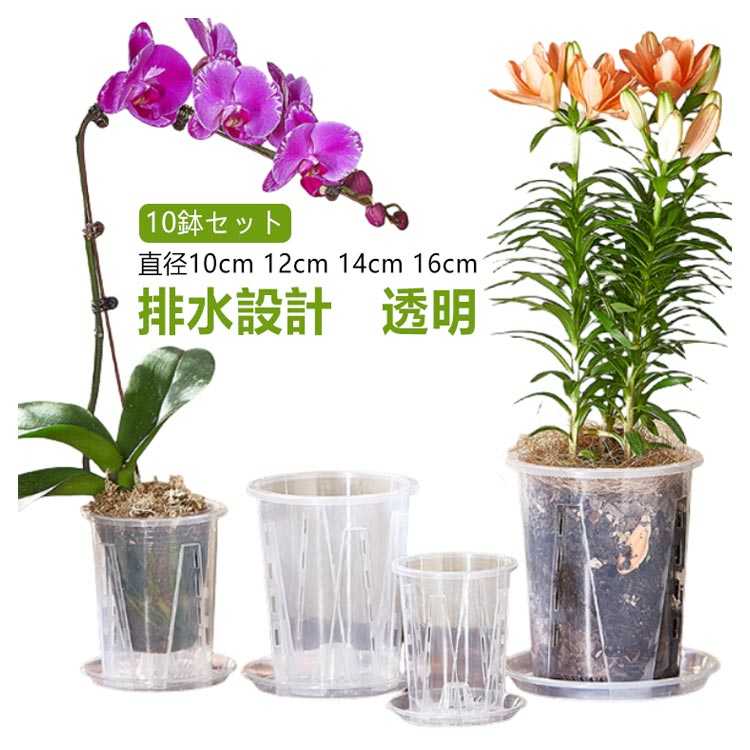 乐天商城 - 直径10cm 胡蝶蘭の植え替え 受皿付き 10鉢セット スリット鉢 透明 植木鉢 鉢 植え替え 観葉植物の植え替え 根が見える鉢 クリア 観葉植物の鉢 プラスチック 根腐れ防止 胡蝶蘭専用 14cm 16cm 12cm スリット