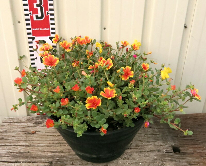 ポーチュラカ　7号セラアート丸鉢　オレンジ系のサムネイル