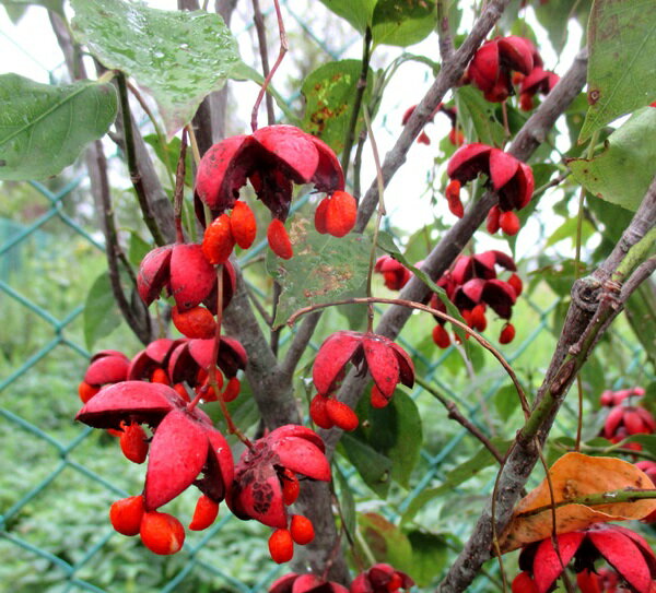 【選べる現品】オオツリバナ　株立ち　苗木　1.1m～