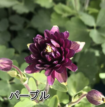 【選べる5色】八重咲きオダマキ（アキレギア）クレメンタイン　3.5号苗(c17)