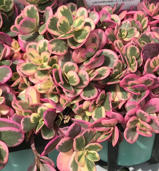 斑入りポーチュラカ　マジカルキューティー　3号苗のサムネイル