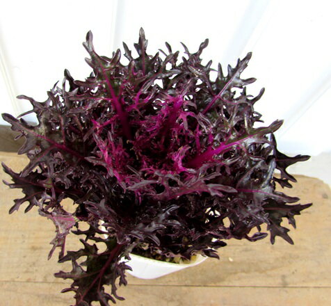 ハボタン（葉牡丹）ミツコ（光子）ブラックスワン切葉（サンゴ）2.5号ポット苗のサムネイル