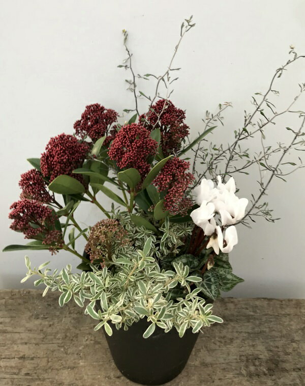 【送料無料】スキミア・ルベスタの和風・洋風どちらでもおしゃれな季節の寄せ植え　セラアート6号鉢のサムネイル