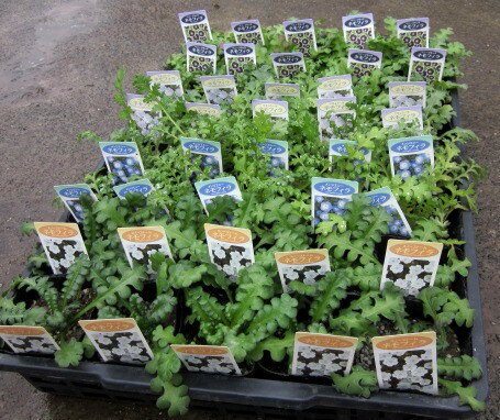 【お買い得苗】ネモフィラ苗　40個入りケース★季節の花苗のサムネイル