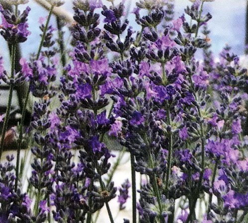 フラノラベンダー苗　オカムラサキ　 3.5号苗（e04）のサムネイル