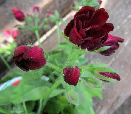 アイビーゼラニウム　メキシカトムキャット　4号鉢植えのサムネイル