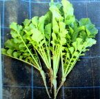 緑肥用大根の種 「コブ減り大根」 1kg