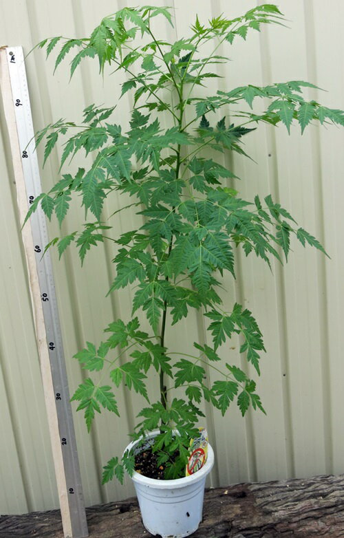 ニームの木(インドセンダン)　6号のサムネイル