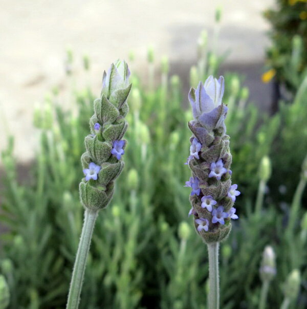 ラベンダー苗　デンタータ　3号苗（J02）のサムネイル