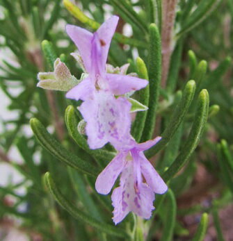 ローズマリー　マジョルカピンク　3号苗（J01）