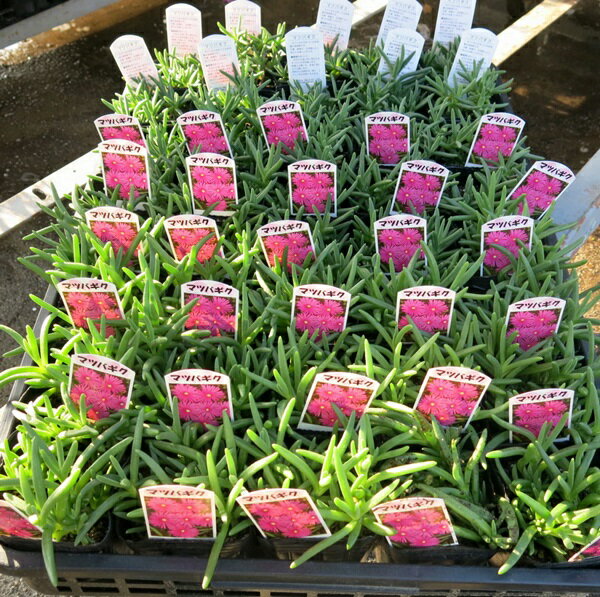 耐寒性　松葉菊(マツバギク)　40個【ケース販売】