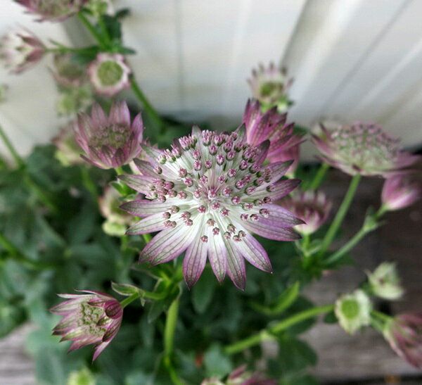 アストランチア　マヨール　ローマ　3.5号苗(g01)のサムネイル