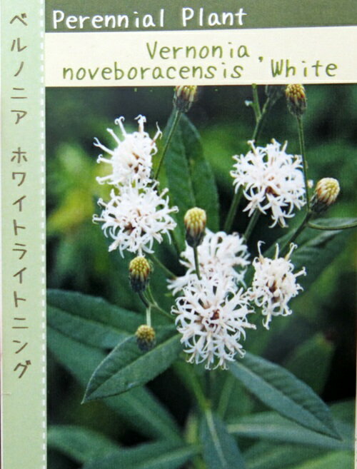 ベルノニア　ホワイトライトニング　3.5号苗（c02）のサムネイル