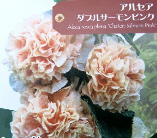 タチアオイ アルセア　ダブルサーモンピンク　3号苗　P1のサムネイル