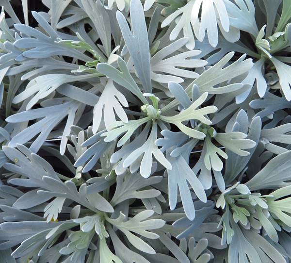 シルバーリーフ　モクビャッコウ　3号ポット苗