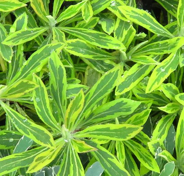 ユーフォルビア　ゴールデンレインボー　3.5号苗(c10)のサムネイル