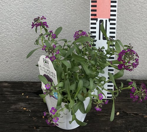 スーパーアリッサム　パープルプリンセス　3.5号苗(h21)のサムネイル