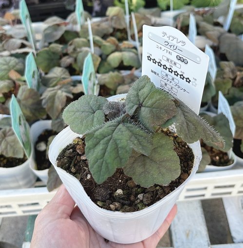 ティアレラ（ティアレア）ウィリー　3号ポット苗(bb02)のサムネイル