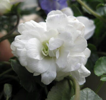 ニオイスミレ 白八重　3号苗のサムネイル