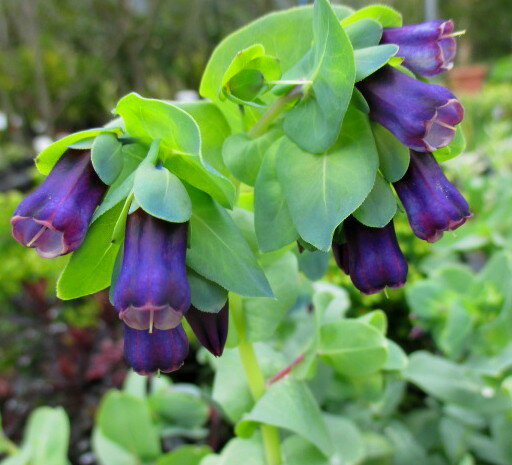 セリンセ　マヨール'プルプラスケンス’3.5号苗(c10)のサムネイル