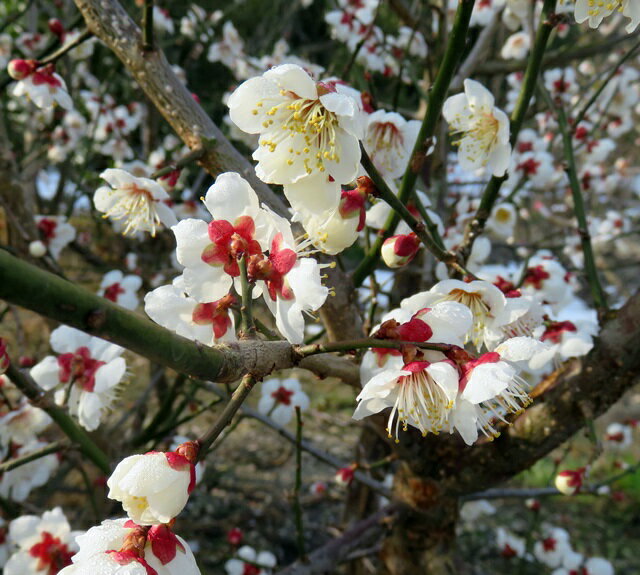 梅(ウメ)苗 南高梅(ナンコウバイ) 樹高1m