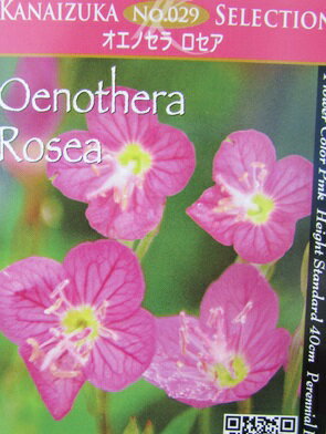 昼咲きツキミソウ（月見草）(エノテラ) ロセア 3号ポット苗のサムネイル