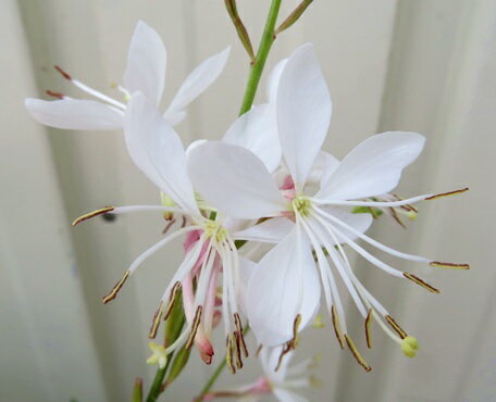 ガウラ（白蝶草）「スパークルホワイト」3.5号苗(c11)のサムネイル