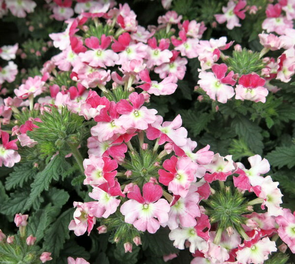 宿根バーベナ　ピンクパフェ　3.5号苗のサムネイル