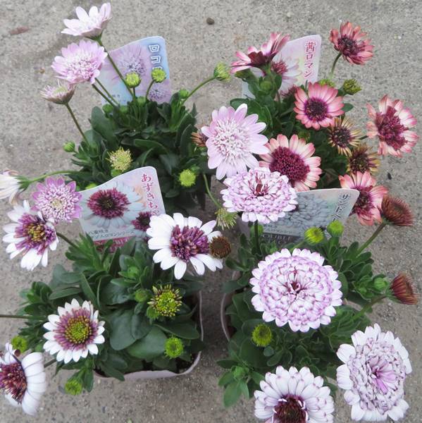 【選べる4色】オステオスペルマム　3.5号苗のサムネイル