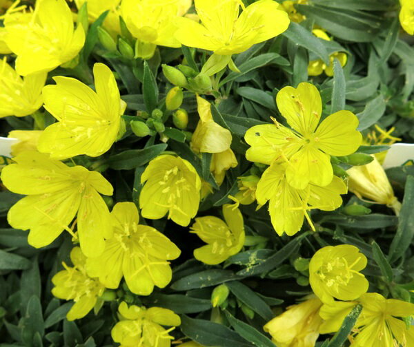 ツキミソウ（月見草）アフリカンサン　3号苗(c09)のサムネイル